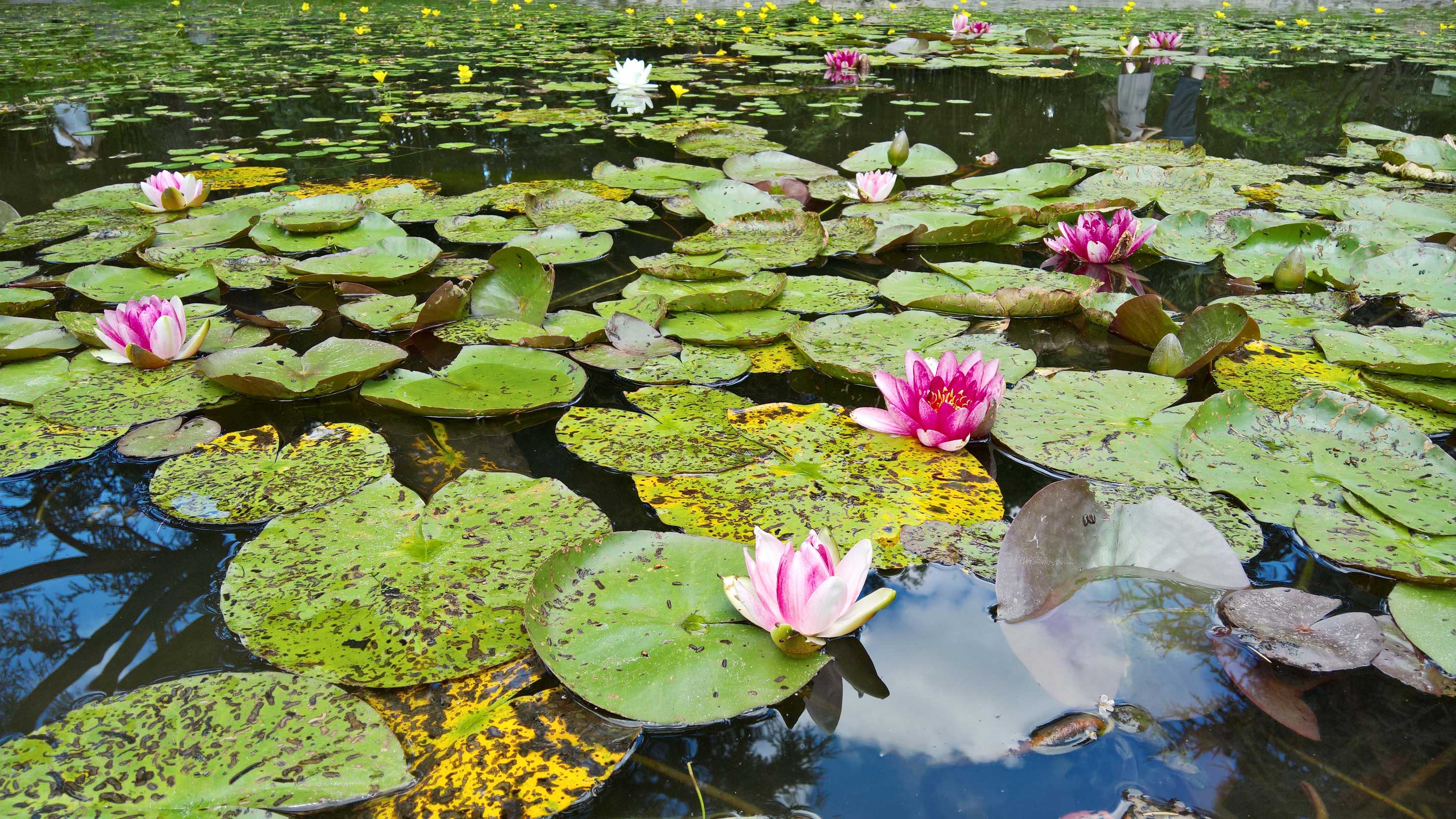 Un jardin japonais à Paris – Albert Kahn - Claire's Blog