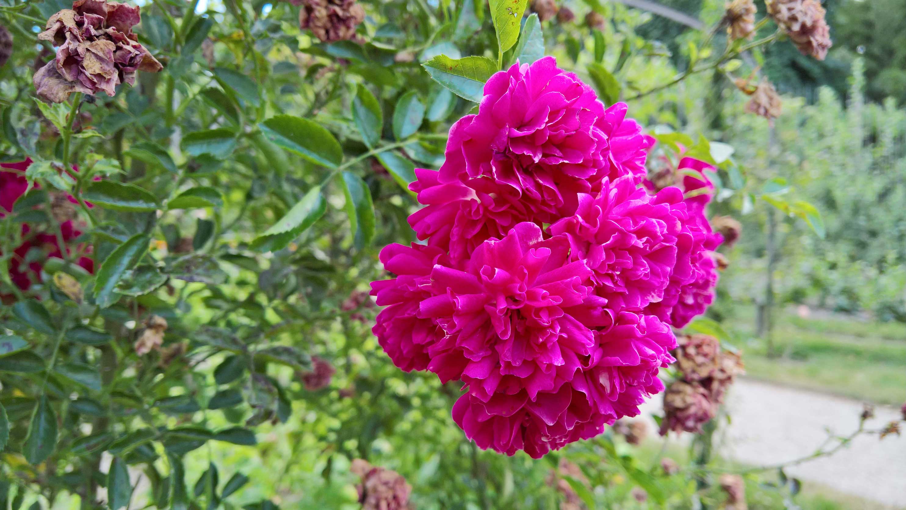 Un jardin japonais à Paris – Albert Kahn - Claire's Blog